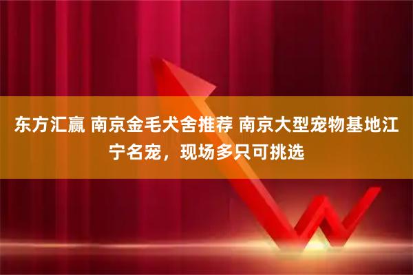 东方汇赢 南京金毛犬舍推荐 南京大型宠物基地江宁名宠，现场多只可挑选